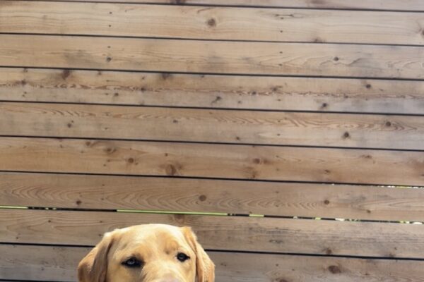 A yellow lab in harness sits in front of a wooden wall with the words Guide Dogs for the Blind and logo.