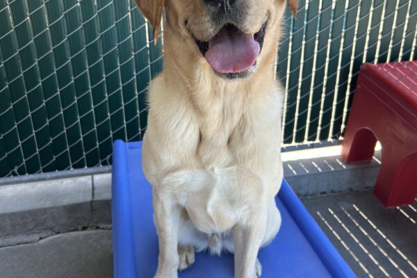 Huxley is sitting on a blue play structure in the community run yard. He is looking at the camera with a slight head tilt and his mouth is open in a smile.