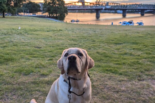 Powers, a male yellow lab, sits in a grass field, pointing his nose up towards the camera. He wears a black gentle leader across his nose. In the background, several bridges span across a wide river scattered with boats, with a vibrant orange and yellow cloudy sunset behind it.