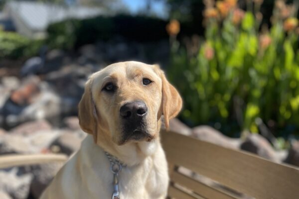 Desmond sits on a wooden bench in front of a pond. Various green foliage and blue skies line the background.