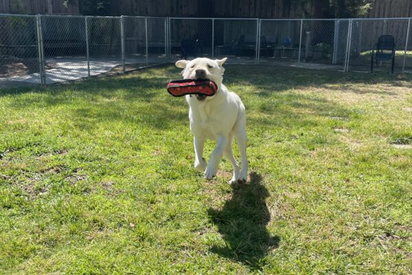 Alpine is pictured playing in one of our fully enclosed grass paddocks. He is mid leap with his ears flapped out to the side, front legs outstretched, and has a red soft toy in his mouth.