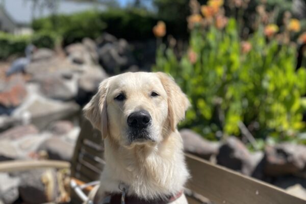 Laguna is pictured sitting on a wooden bench in front of a pond wearing her leather GDB harness. She is looking directly at the camera. Various green foliage and blue skies line the background.