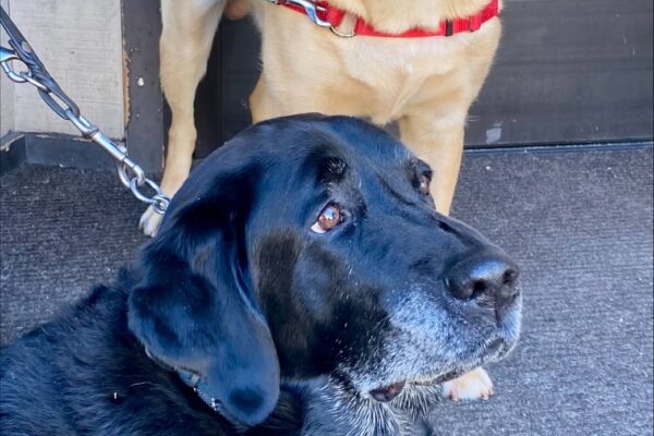 Julio stands smiling behind an older black Lab lying on the floor, both dogs are on leash