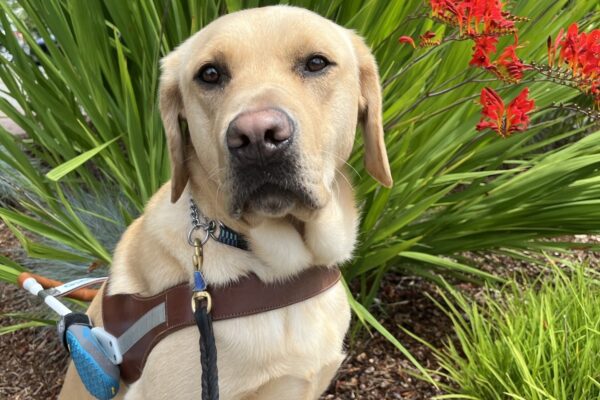 Yellow Labrador, male "Gazpacho" is pictured in harness sitting on some bark dust facing the camera. In the background is a bright green plant with vibrant red flowers.