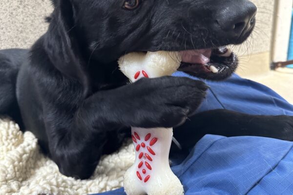 Picture of Carter lying on a dog bed chewing on a bone.
