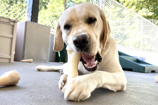 Augustus lays in the community run area chewing a bone.