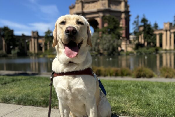 Photo is of yellow lab male Emmett sitting in harness in front of the Palace of Fine Arts with his mouth open in a wide smile and his tongue out.