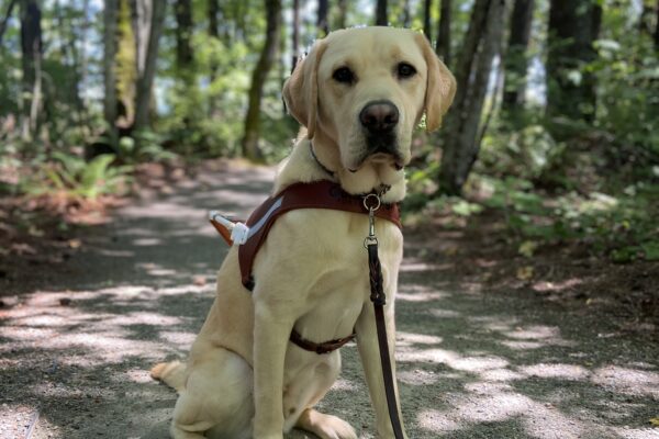 Conway, a yellow Labrador Retriever, is sitting in harness on a gravel path surround by green shrubbery and trees.