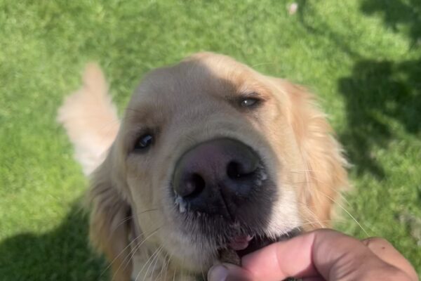 Lager gently takes a kibble from a hand as he relaxes on a green lawn.