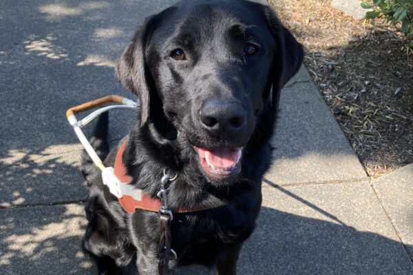 PJ is wearing his harness and sitting on the sidewalk. His mouth is open as he looks up toward the camera.
