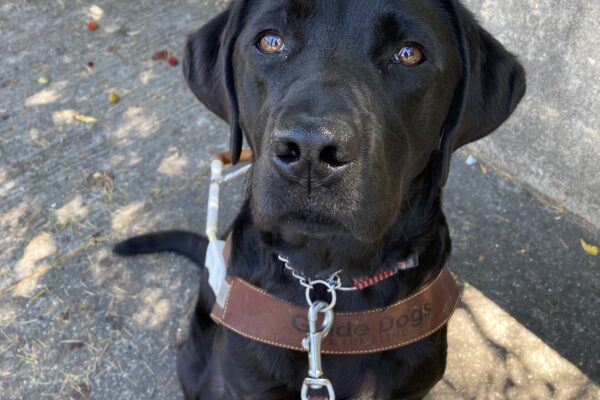 Regina is wearing her harness and is sitting on the sidewalk. Her pretty brown eyes are looking upward toward the camera.