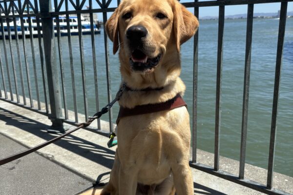 Bosco is sitting in front of a wrought iron fence overlooking the water in SF. He is warring his harness and smiling up at the camera