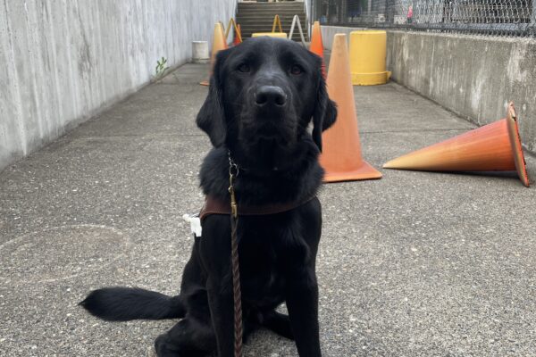Nobu sits in front of an obstacle course on the Oregon campus. He is wearing a guide dog harness and in the background are a variety of traffic cones and buckets making up the obstacle course.