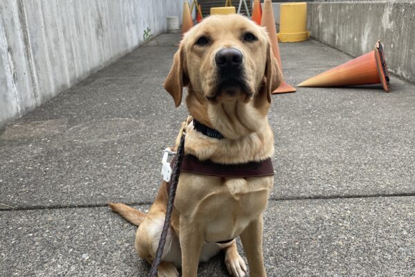 Marissa sits in front of an obstacle course on the Oregon campus. She is wearing a guide dog harness and in the background are various traffic cones and buckets making up the obstacle course.