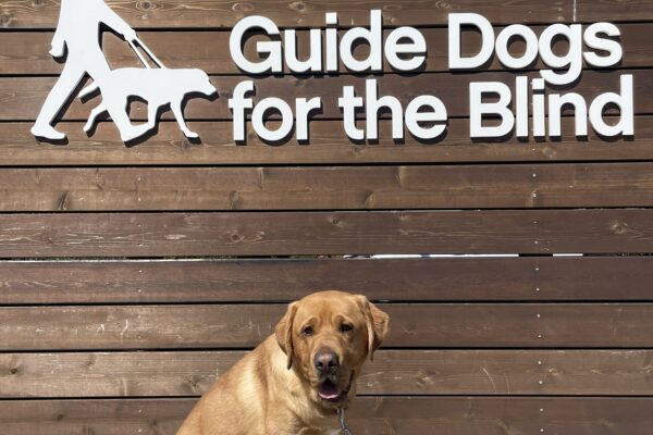 Aiden poses in front of a wooden sign bearing Guide Dogs for the Blind's logo. He is sitting looking at the camera with a slightly open mouth.
