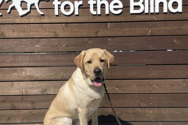 Asher poses in front of a wooden sign bearing Guide Dogs for the Blind's logo. He is sitting looking at the camera with his mouth open.