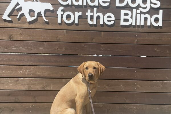 Jovie poses in front of a wooden sign bearing Guide Dogs for the Blind's logo. She is sitting looking at the camera. Blue sky can be seen in the background.