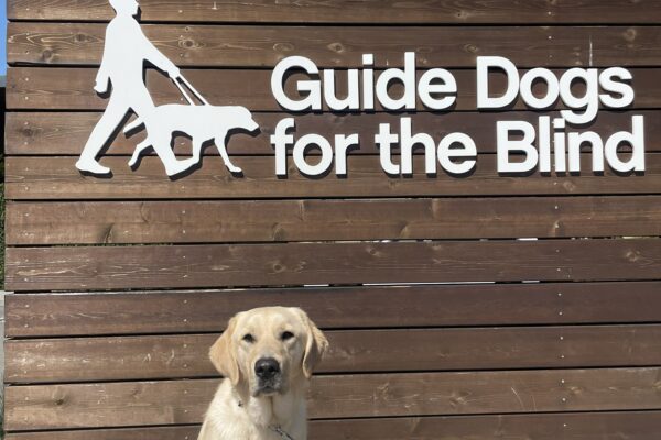Langston poses in front of a wooden sign bearing Guide Dogs for the Blind's logo. He is sitting looking at the camera. Blue sky can be seen in the background.