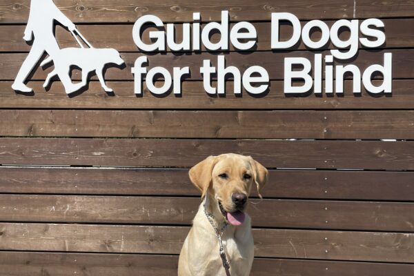 Provo poses in front of a wooden sign bearing Guide Dogs for the Blind's logo. He is sitting looking off camera. Blue sky can be seen in the background.