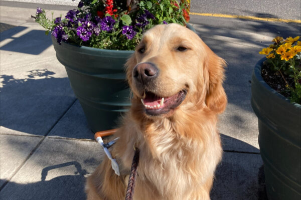 Golden Retriever, male Lion is pictured in harness between two green planter pots full of flowering plants. The background is a street with the white lines of a crosswalk. Lion is sitting facing slightly left of the camera with his mouth open and his eyes a little closed in the bright sunlight.