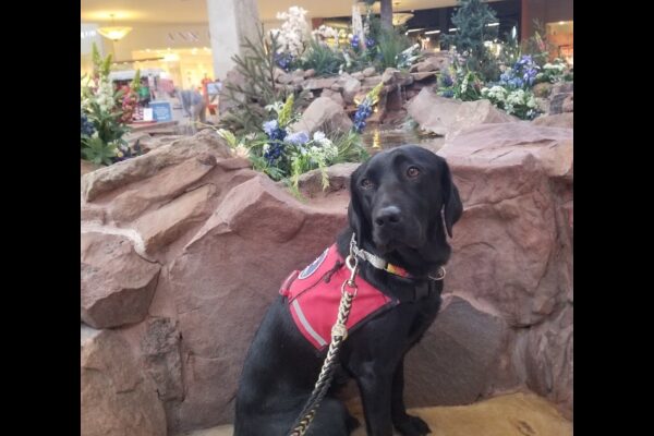 Black Lab Venice in red service vest sitting on a bench by an indoor water fountain made of rocks and flowers.
