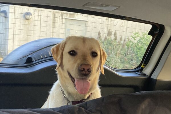 Al is pictured sitting in the back of a car with a big smile on his face while looking over the back seat.
