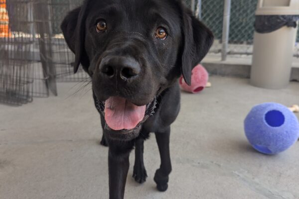 Alto is captured in motion walking straight towards the camera while enjoying time in community run. His mouth is open wide as he looks directly into the camera lens.