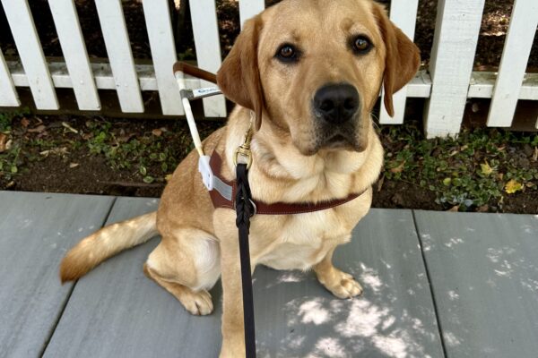 Anise sits in harness in front of a white picket fence. She is looking at the camera with a serious expression.