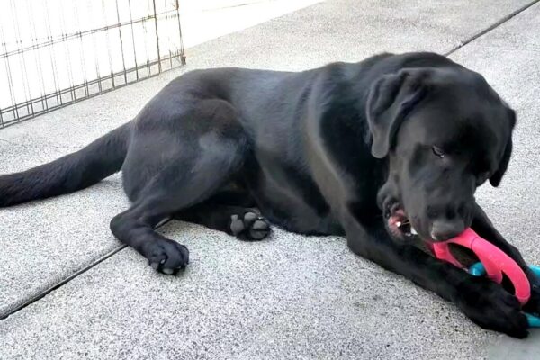 Black Lab Blaine is laying down in an outdoor area chewing on a pink and blue toy.