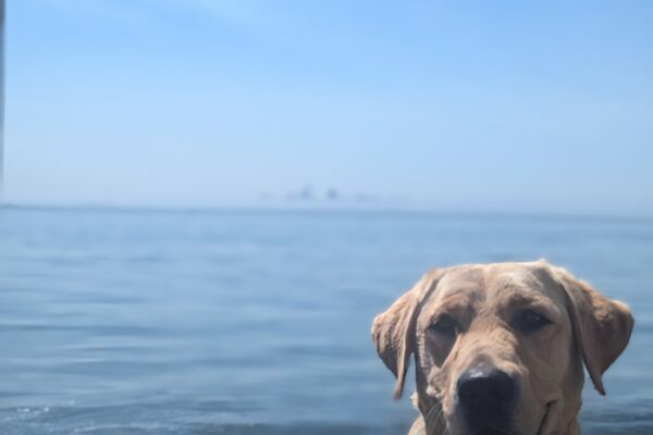 Emma sit in harness looking just the the left of the camera with a smile on her face. In the background, the water from the San Francisco Bay can be seen with some skyscrapers peaking through the fog.