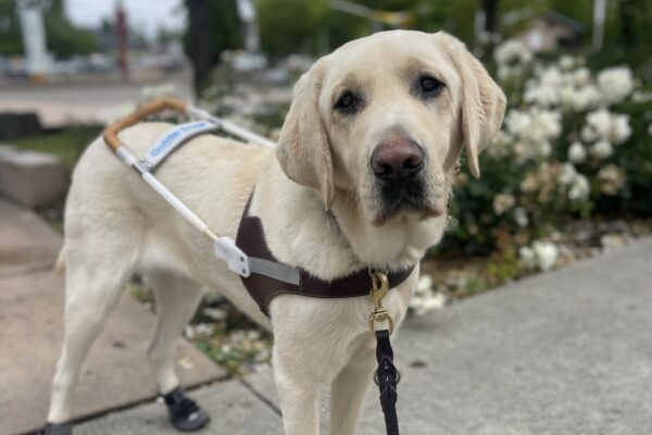 Fillmore, a large yellow Labrador, sits in harness in front of a white rose bush. Behind him are trees and a water splash pad.