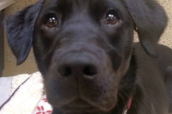 Close up portrait of black lab Havasu. She is looking up at the camera.