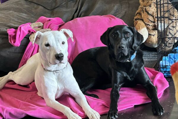 Black Lab Nyx lies on a pink blanket next to her new friend, a white mixed dog, while in foster care. A wire crate can be seen to the right.