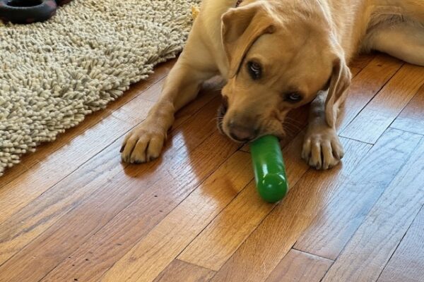 Anne relaxes next to a plush rug with a green Gough-nut chew toy in her mouth.  She stares at the camera as if to ask "wanna play?"