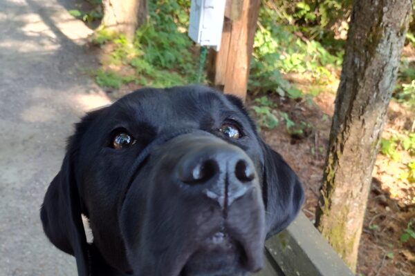 Darcelle sitting calmly on a bench on a trail.