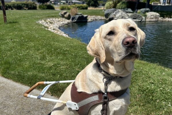 Emery is wearing her harness, sitting in front of pond and Mt. Tamalpais is off in the distance. She is looking up towards the camera.