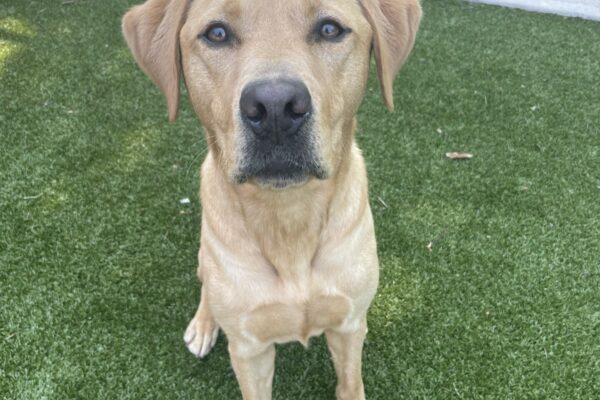 Jax, a handsome dark yellow Labrador, poses for a portrait in the grassy free-run area. He is sitting and looking at the camera with a serious expression in hopes of receiving the treat behind the camera.