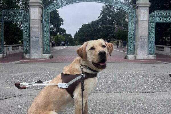 Jericho is wearing his harness and is sitting in front of a large blue and gray arch on the Berkeley campus in California. He is gazing at the camera with his mouth open in a smile.