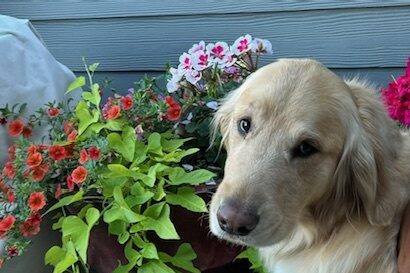 Zinc poses in front of colorful flowers on his foster care providers porch