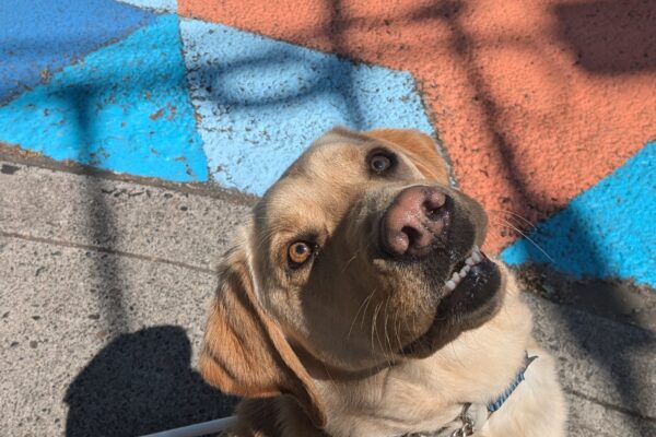 Flynn, a yellow lab, sits at the down curb in his harness. He is looking directly up at the camera and one lip is stuck on a tooth, showing his bottom row of teeth. Behind him on the street is a painted blue and orange pattern.
