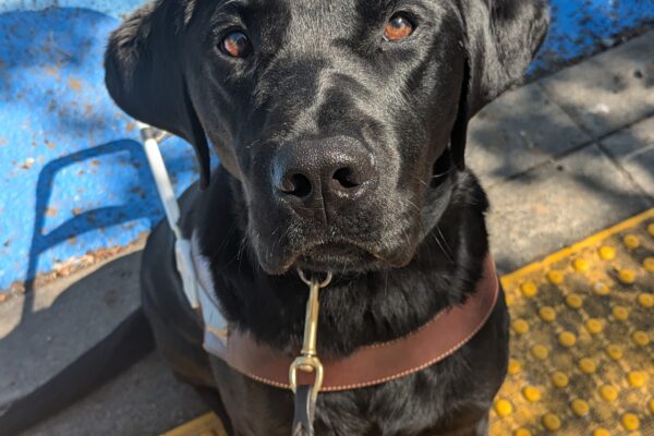 Roscoe, a black lab, sits in his harness at a curb edge on a set of yellow truncated domes. Behind him the street is painted blue with a light blue pattern.