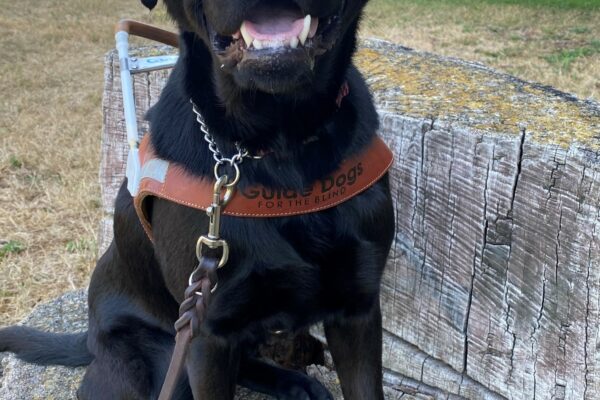 In this picture, Kearney is sitting in harness on top of a tree stump that is in the shape of a chair. He is looking at the camera. Trees are in the background.