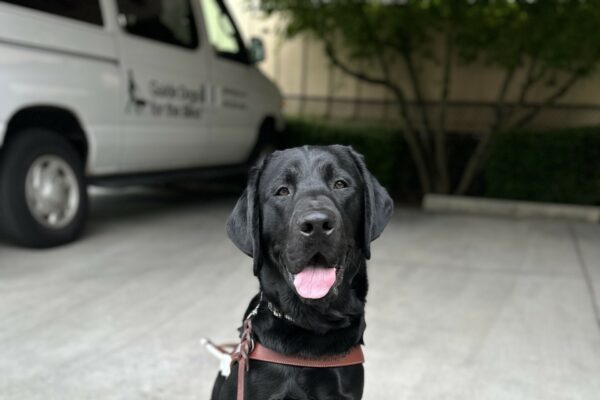 A male black lab named "Lisbon" sits in front of a GDB training van. He is wearing his guide dog harness and a smile.