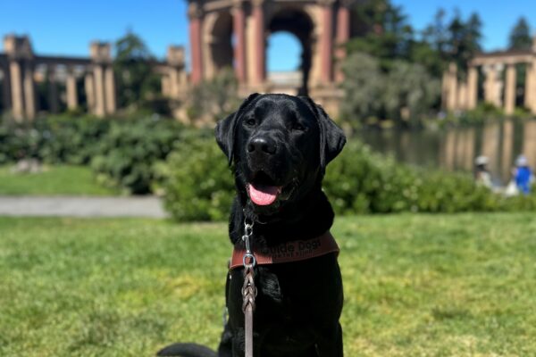 Marty is sitting and smiling in his guide dog harness on a grass patch in front of San Francisco’s Palace of Fine Arts.