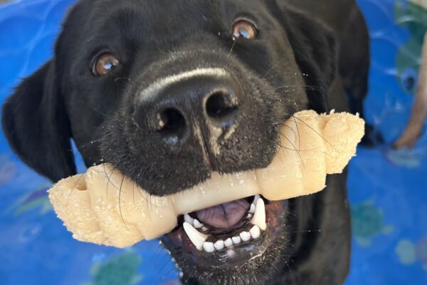 Matrix is standing in a blue kiddie pool looking up at the camera. He is proudly showing the camera his Nylabone.