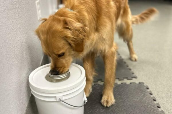 Misty is targeting a scent by putting her nose on a silver scent cup that is on top of a white bucket.
