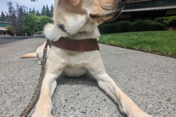 A close up shot of a yellow lab in harness. She is laying on the sidewalk looking off to her left. Her feet are stretched out to the camera, and she has a serious look on her face.
