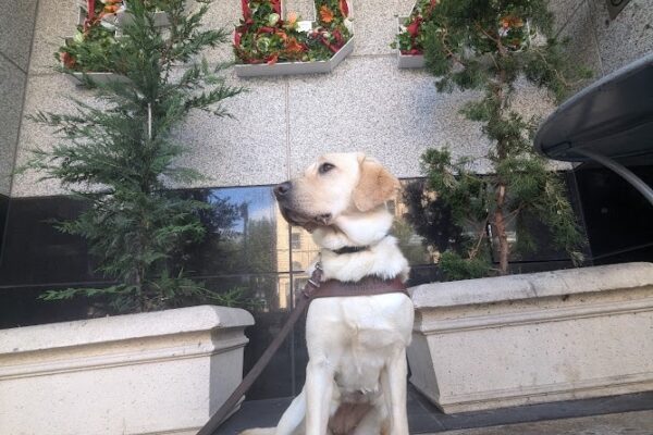 Barley, a yellow lab sits in front of a floral "PDX" sign that is between two trees. She has her harness on and booties on her back feet. Shes looking off to her right, and has her right back foot out to the side.