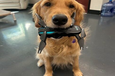 Golden Riggs with a drone gently held in his mouth.