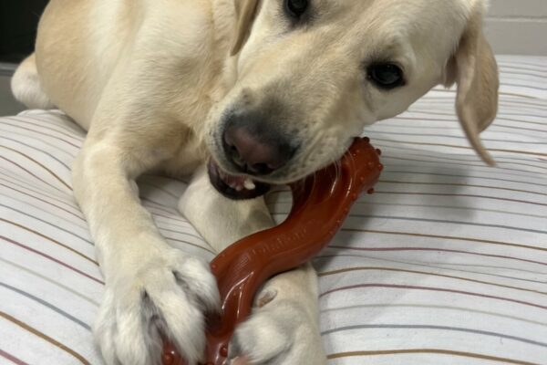Seamus lays on a soft bed chewing a red bone while holding it between his two front feet.